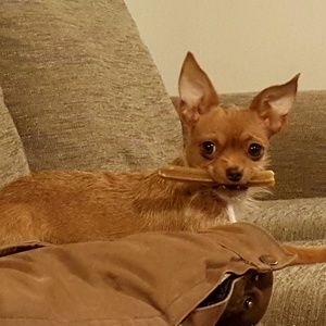 Meet your Posher, Buddy